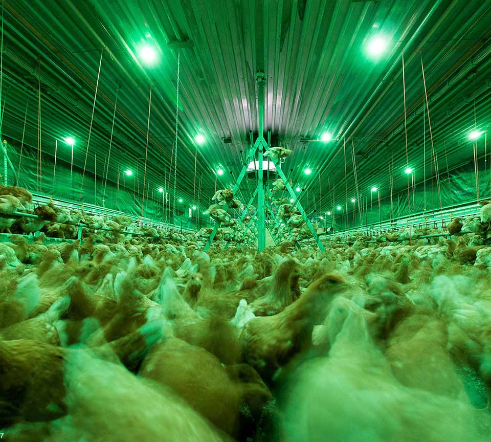 Poultry LED Lighting ME International