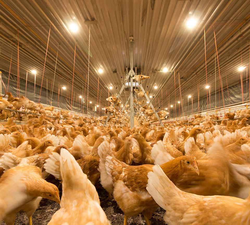 Poultry LED Lighting ME International